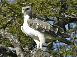 Seronera_and_Lobo2003-028